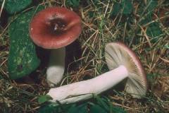 Russula caerulea