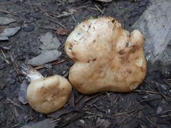 Russula camarophylla