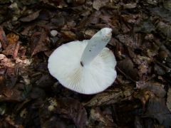 Russula cavipes