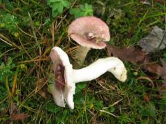 Russula cavipes