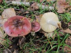 Russula cavipes