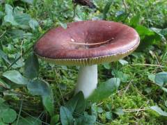 Russula cessans