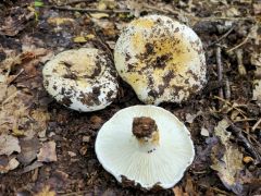 Russula chloroides