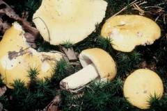 Russula claroflava