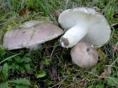 Russula cyanoxantha