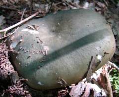 Russula cyanoxantha