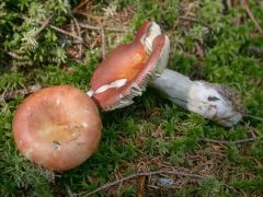 Russula decolorans