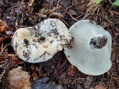 Russula delica