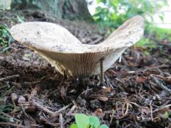 Russula delica