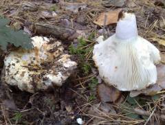 Russula delica