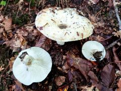 Russula delica