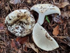 Russula delica