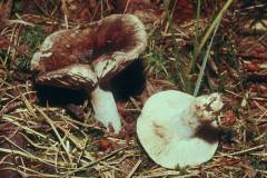 Russula densifolia