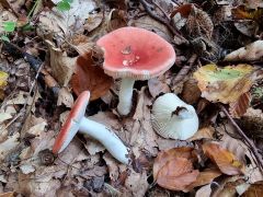 Russula emetica