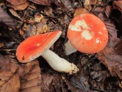 Russula emetica