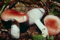 Russula emetica