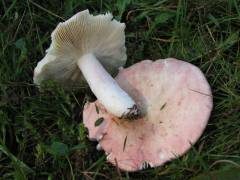 Russula exalbicans