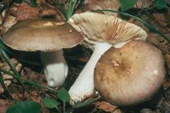 Russula faginea