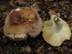 Russula faginea