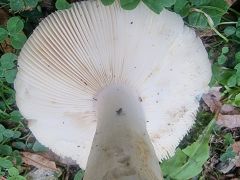 Russula faginea