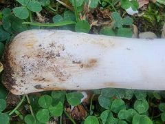 Russula faginea