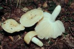 Russula farinipes