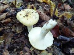 Russula farinipes