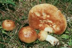 Russula foetens