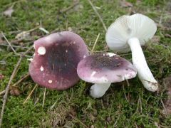 Russula fragilis