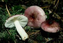 Russula fragilis