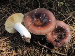 Russula fusconigra