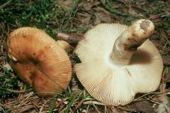 Russula grata