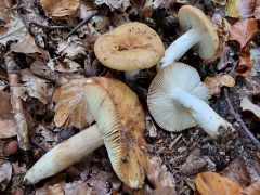 Russula grata