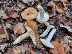 Russula grata