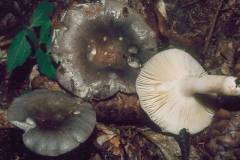 Russula grisea