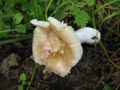 Russula heterophylla