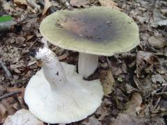 Russula heterophylla