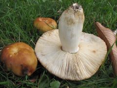 Russula illota