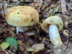 Russula illota