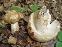 Russula illota