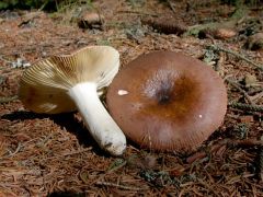 Russula integra