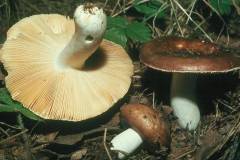 Russula integra