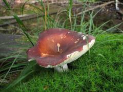 Russula integra