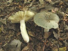 Russula medullata