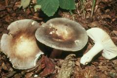 Russula medullata