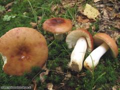 Russula melliolens