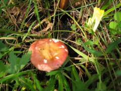 Russula minutula