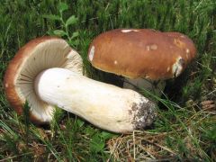 Russula mustelina