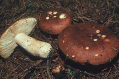 Russula mustelina