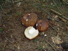 Russula mustelina